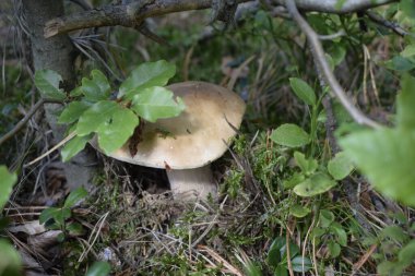 Beyaz mantar, orman zemininde yosun ve genç yeşil bitkilerin arasında yetişir. Hafif başlık ve gövde doğal orman ortamında görülebilir..