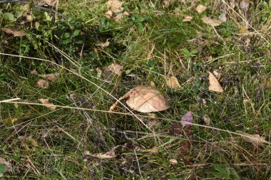 Yuvarlak kapaklı beyaz mantar ot, yaprak ve orman ortamında yabanmersini ya da yabanmersini gibi küçük bitkilerin arasında yetişir..