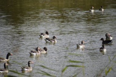 Görüntü birkaç su kuşunu gösteriyor, muhtemelen kazlar, sakince gölette yüzüyorlar. Çevresindeki doğanın yansıması huzurlu ve huzurlu bir atmosfer yaratır..