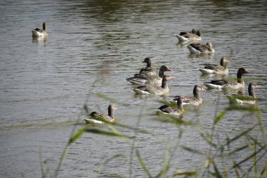 Görüntü birkaç su kuşunu gösteriyor, muhtemelen kazlar, sakince gölette yüzüyorlar. Çevresindeki doğanın yansıması huzurlu ve huzurlu bir atmosfer yaratır..
