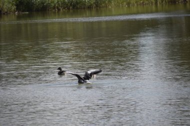 Görüntü birkaç su kuşunu gösteriyor, muhtemelen kazlar, sakince gölette yüzüyorlar. Çevresindeki doğanın yansıması huzurlu ve huzurlu bir atmosfer yaratır..