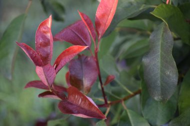 Photinia Red Robin şubesi. Arka planında parlak kırmızı yapraklar var. Doğal güzelliği ve tazeliği vurguluyor..