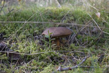 Polonya mantarı ya da kestane boleti ormanda yosun olarak yetişir. Kapağı ve gövde dokusunu vurgular.