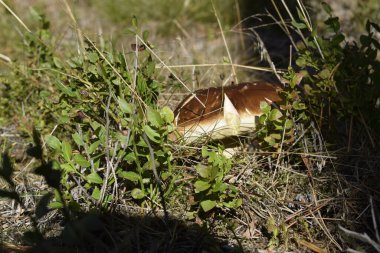 Beyaz mantar çimenlerin arasında yetişir ve bir çam ormanında alçak bitkiler. Kahverengi başlık ve açık renk gövde doğal orman ortamını vurgular.