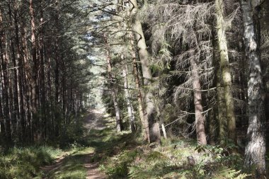 Orman yolu ormanın derinliklerine, ağaçlar ve sık yapraklarla çevrili. Düşen yapraklar ve çimenler doğal, sakin bir orman ortamı yaratır..
