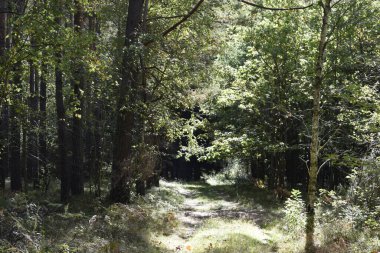 Orman yolu kısmen güneş ışığıyla aydınlanır ve karanlık ve parlak ormanlık alanlara çıkar. Çimenler ve düşen yapraklar vahşi bir doğal atmosferi çağrıştırıyor..
