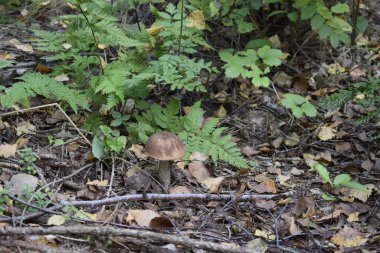 Birch bolete mantarı ormanda, yosunlar, düşmüş yapraklar ve küçük dallar arasında yetişir. Hafif başlık ve gövde, doğal orman ortamını vurguluyor.