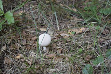 Genç mantar, bir tüy yumağını andırıyor, kuru çimenlerin ve ormanda düşen yaprakların arasında yetişiyor. Hafif başlık ve gövde, doğal orman ortamını vurguluyor.