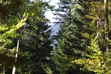 Upward view of tall pine trees, sunlight shining through gap, canopy shadows with green and yellowish leaves on edges.