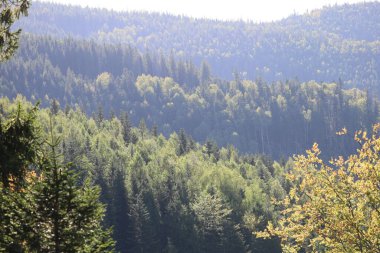 Forest landscape with layered coniferous and deciduous trees, depth enhanced by foggy, bluish distant hills.