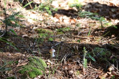 Forest mushroom with light cap and stem, moss and fallen leaves around, focus on mushroom, soft blurred forest backdrop.