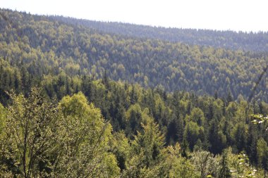 Mountain slope with green and yellow trees, bright leaves indicate autumn, distant dense forest appears bluish from atmospheric haze.