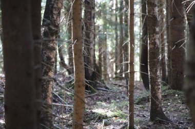 The photo shows a dense forest with sunlight filtering between the tree trunks. The ground is covered with forest litter, dry leaves, and branches, creating a calm natural atmosphere.