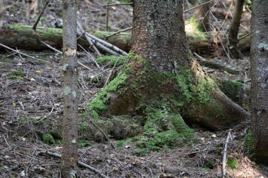 The photo shows the lower trunk and roots of a large spruce tree covered with bright green moss. Around it lies forest litter of fallen needles and branches. The background is softly blurred.