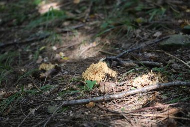 Yellow coral-like mushroom growing on forest floor among leaves and twigs. Natural macro shot in wild nature.