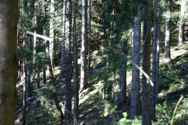 Sunlight filters through crowns of conifer trees on a hillside. Shadows fall on grass and fallen leaves, creating a calm autumn forest atmosphere.