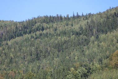 Mountain slope covered with dense conifer forest in various green shades. Small portion of clear blue sky visible at top.