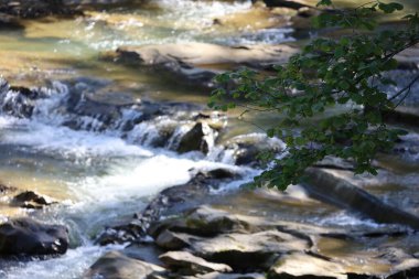 Mountain river flows rapidly through forest, forming small rapids and white splashes. Banks covered with rocks and greenery, sunlight reflects on water and foliage.