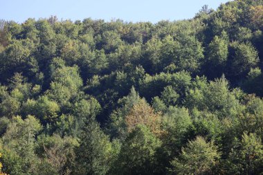 Sunny hillside densely covered with autumn trees of multicolored leaves, forming a warm natural landscape.