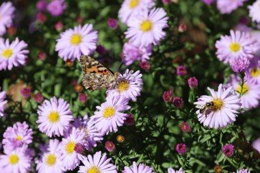Clouded yellow butterfly rests on a purple flower with yellow center, feeding on nectar.