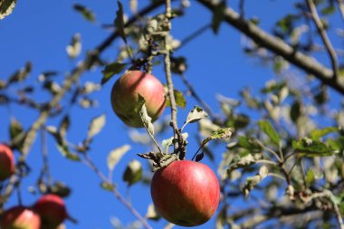 Two red apples hang on a branch with yellowing leaves. Sunlight illuminates apples against a clear blue sky.