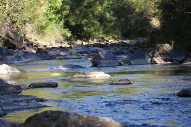 Transparent Bestrytsia Nadvirna river flows through rocky bed. Large gray and white stones in water and along banks, surrounded by trees and bushes.