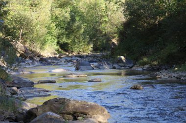 River with clear water flows among rocks. Banks covered with green plants and small trees.
