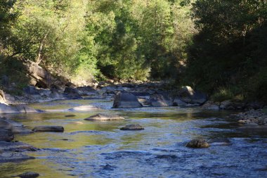 River flows swiftly over rocky banks and small rapids. Trees and bushes form dense forest, sunlight illuminates water and foliage.