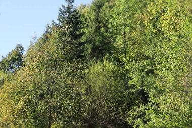 Mountain slope covered with dense forest of coniferous and deciduous trees. Autumn colors create a vivid natural scene.