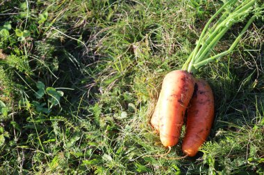 Three carrots lie on soil and grass, with traces of dirt and green tops visible, highlighting freshly harvested produce.