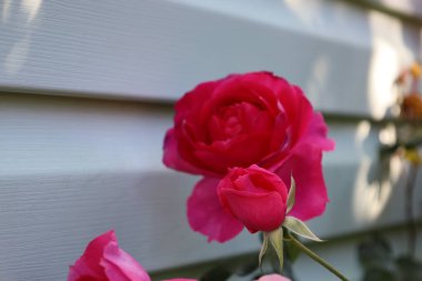 Macro shot of red Mr. Lincoln rose. Open bloom and bud, deep red petals, light background highlights shape and color.