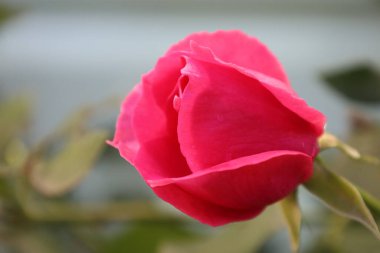 Close-up of a rose bud on a blurred background. Petals opening, delicate colors and flower texture visible.
