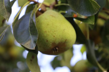 Ripe pear hanging from a tree branch, captured in soft light with a blurred natural background.