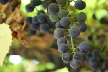 Close-up of a ripe grape bunch on a blurred background, highlighting freshness, texture, and natural color.