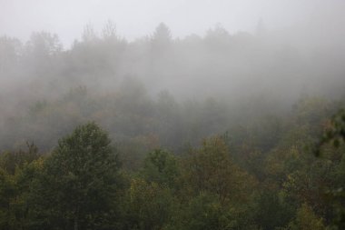 Misty forest landscape with autumn foliage in green, yellow, and orange. Foreground trees are sharp, background fades into fog, creating a serene mysterious atmosphere.