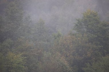 Foggy forest with autumn-colored leaves. Soft diffused light and mist create a calm, mysterious atmosphere, with background trees fading into haze.