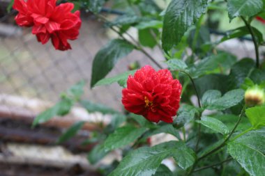 Close-up of two red dahlias with green leaves, foreground flower sharp with water droplet, background flower blurred, soft bokeh enhances depth.