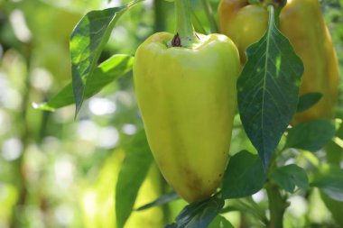 Light yellow sweet pepper hanging on the plant among green leaves. Elongated conical shape. Blurred background emphasizes the pepper and surrounding foliage.