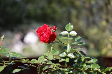 Close-up of a large red rose blooming on a branch with multiple petals and a small bud. Dark green leaves, blurred green and light-toned background emphasizes the flower.