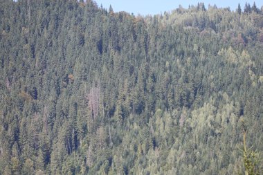 Forest-covered hillside with dense conifer trees. Soft mist and diffused light create a calm, atmospheric scene.