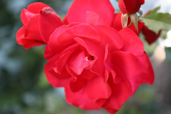 Close-up of vibrant red floribunda rose with soft velvety petals. Main flower centered, surrounding buds, blurred blue-green background.