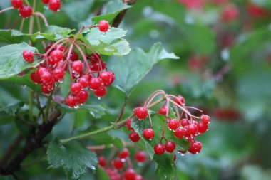 Close-up of berries on a branch among green leaves with rain drops. Central cluster in focus, blurred background creates depth.