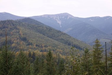 Carpathian mountain landscape: coniferous and deciduous trees, forested slopes, yellow autumn leaves, misty peaks in background.