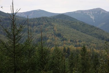 Carpathian mountains in autumn: slopes with coniferous and deciduous trees, yellow leaves, peaks covered by mist and haze.