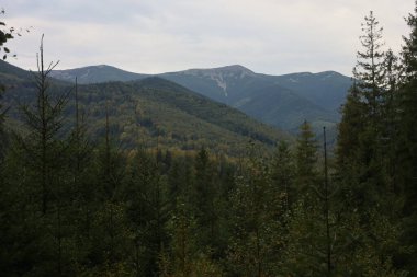 Carpathian mountains with forested slopes: coniferous and deciduous trees, yellow autumn leaves, mist over peaks, peaceful scenic view.