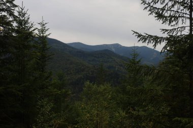 Autumn mountains: conifer forests in foreground, colorful foliage, peaceful and scenic atmosphere.