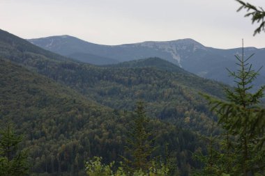 Autumn mountains: conifer forests in foreground, colorful foliage, peaceful and scenic atmosphere.