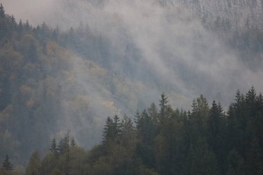 Mountain landscape covered in dense fog, conifer forest in foreground, snow-dusted slopes visible through mist, some trees with yellow autumn leaves.