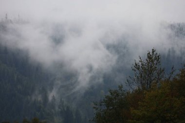 Mountains in dense mist, conifer forest with snow-dusted treetops. Green and yellow leaves, fog adds mysterious depth.