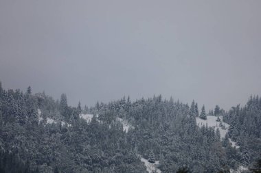 Winter landscape with snow-covered conifer forest on mountain slope. White, light gray, and pale blue tones convey cold and calm.